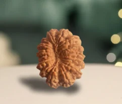 14 mukhi