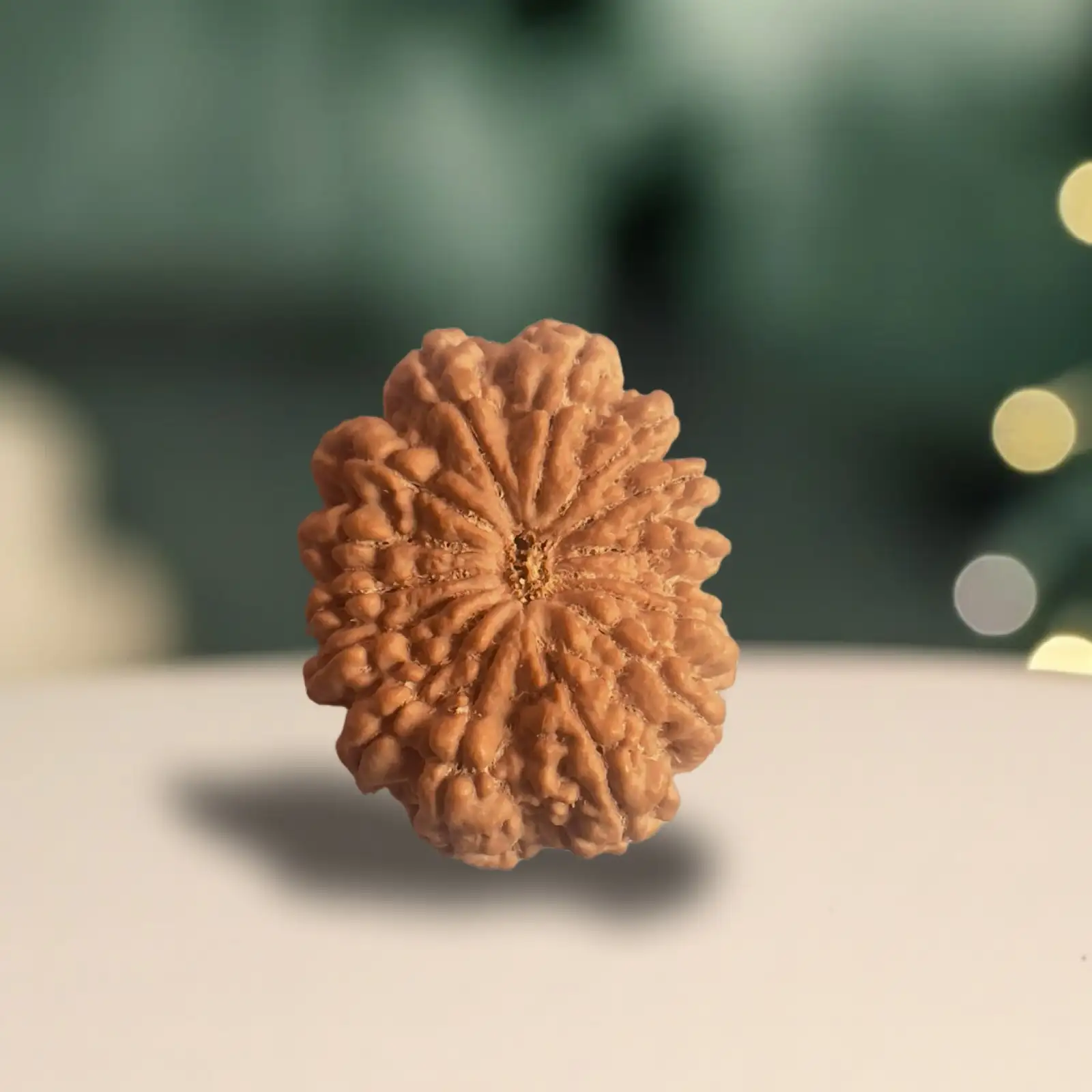 15 Mukhi Rudraksha - Image 2