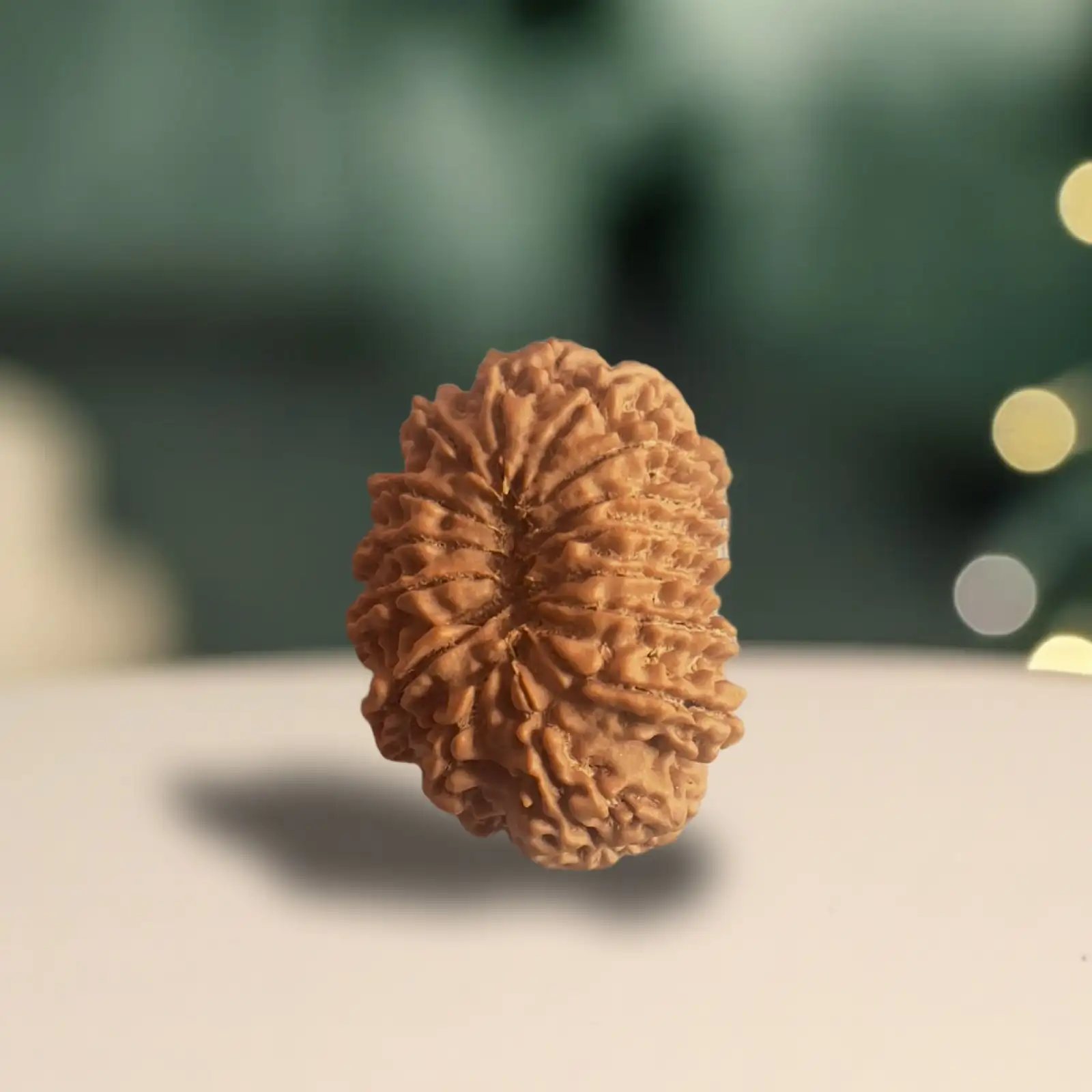 15 Mukhi Rudraksha - Image 3