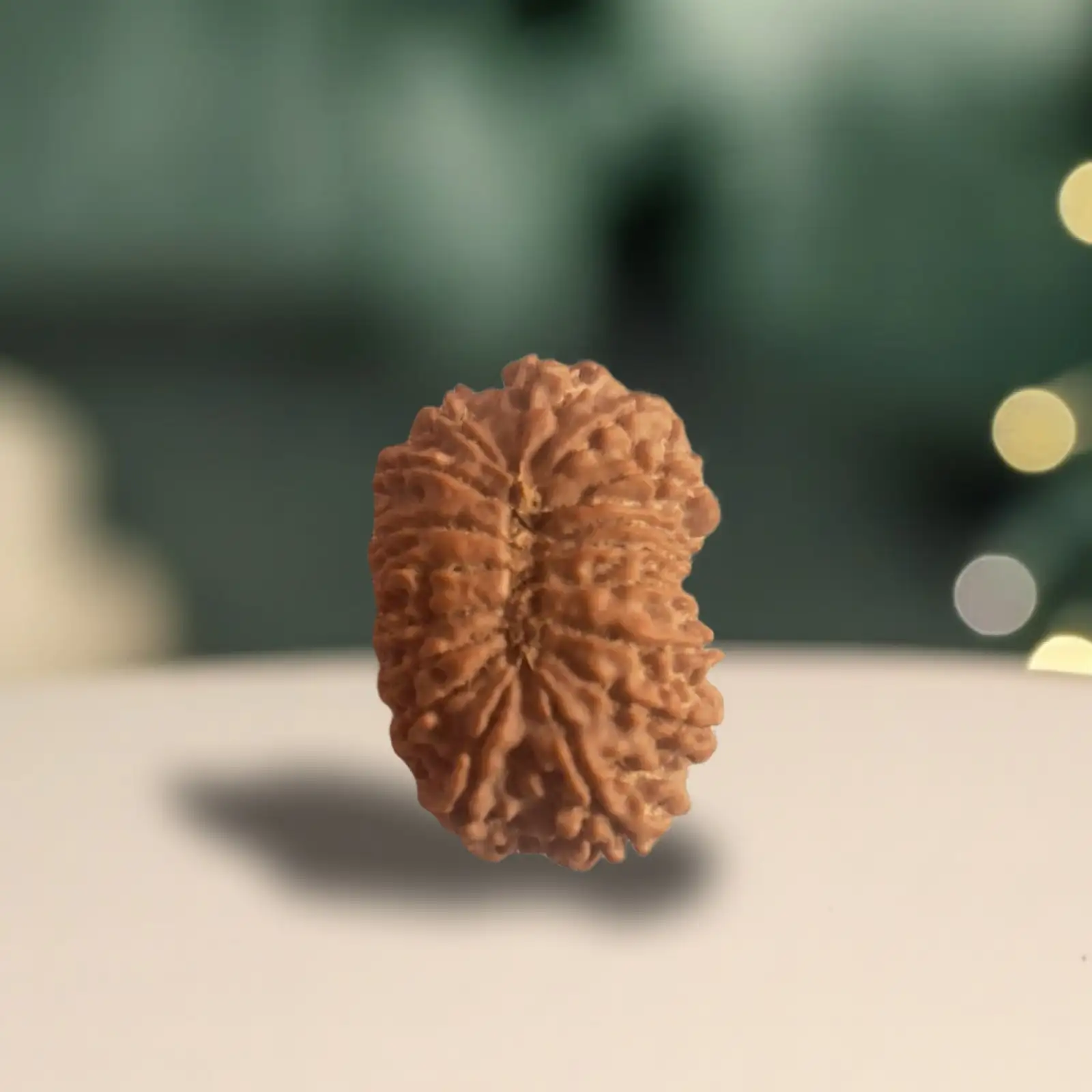 17 Mukhi Rudraksha - Image 2